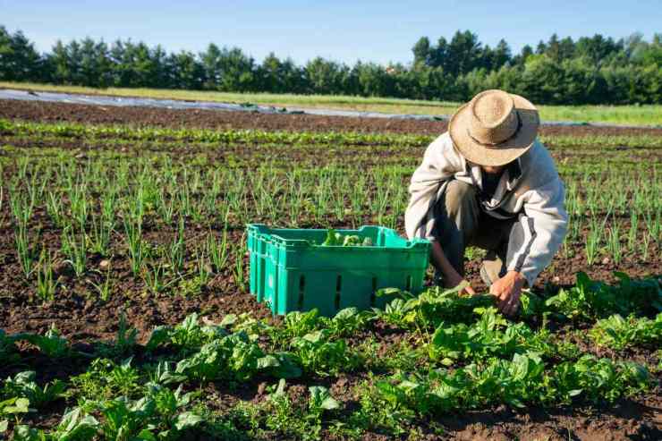Agricoltore nel campo