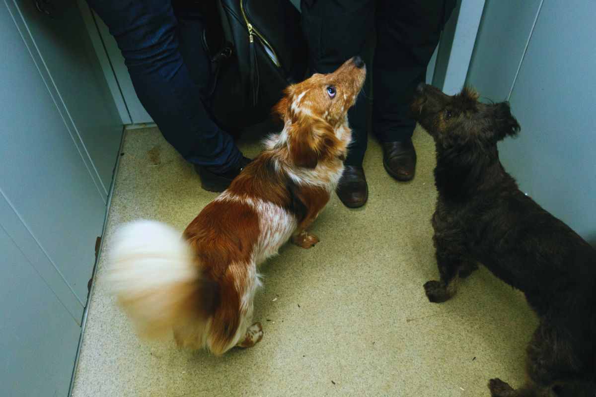 Cani in ascensore insieme ai padroni