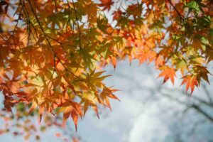 foglie arancioni albero