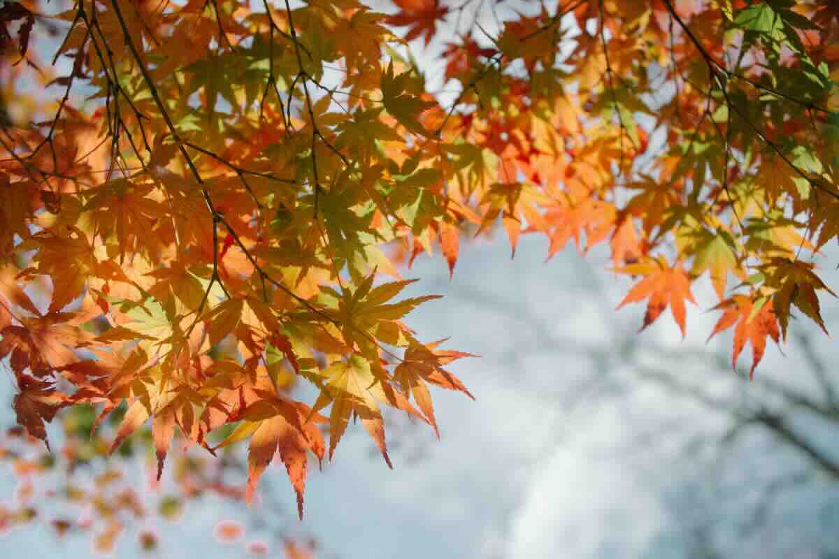 foglie arancioni albero