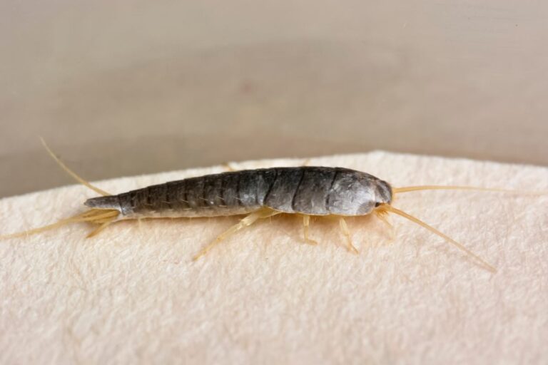 Pesciolini d’argento, attenzione se ne trovi più di uno in casa: corri un serio rischio