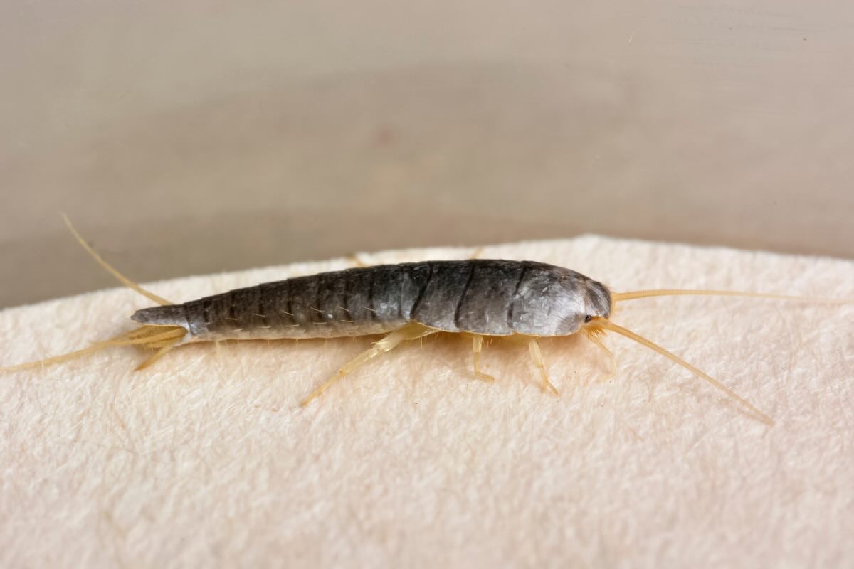 pesciolino d'argento