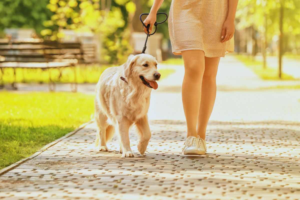Cane portato a spasso nel parco