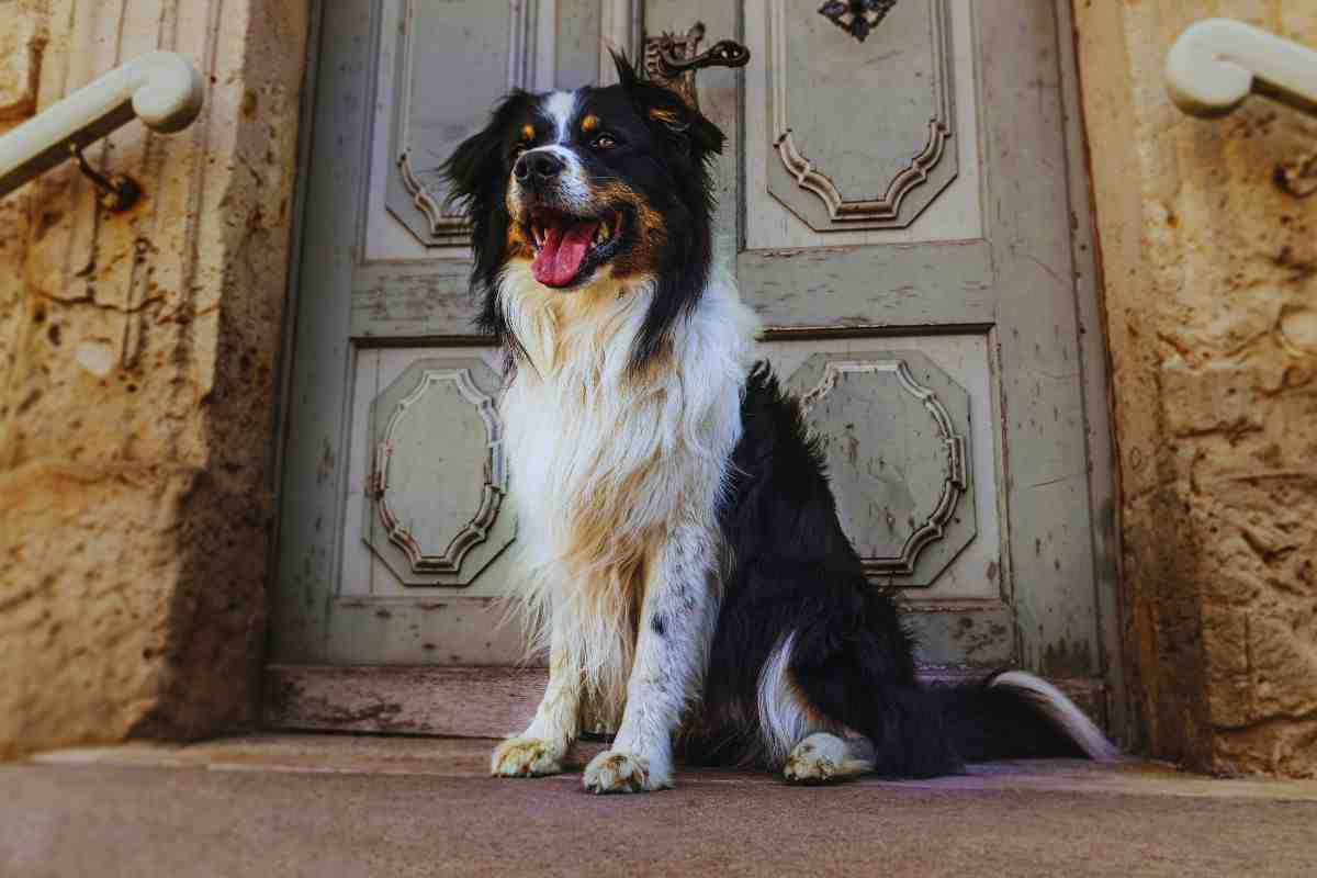 Cane seduto davanti alla porta di casa