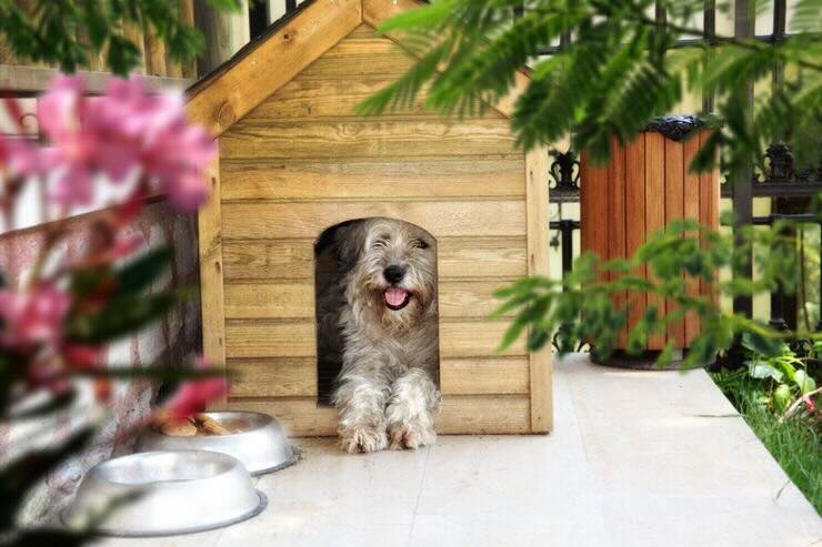 Cane in cuccia 