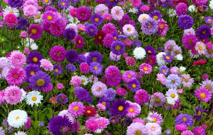 fiori aster viola