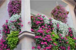 Gerani balcone
