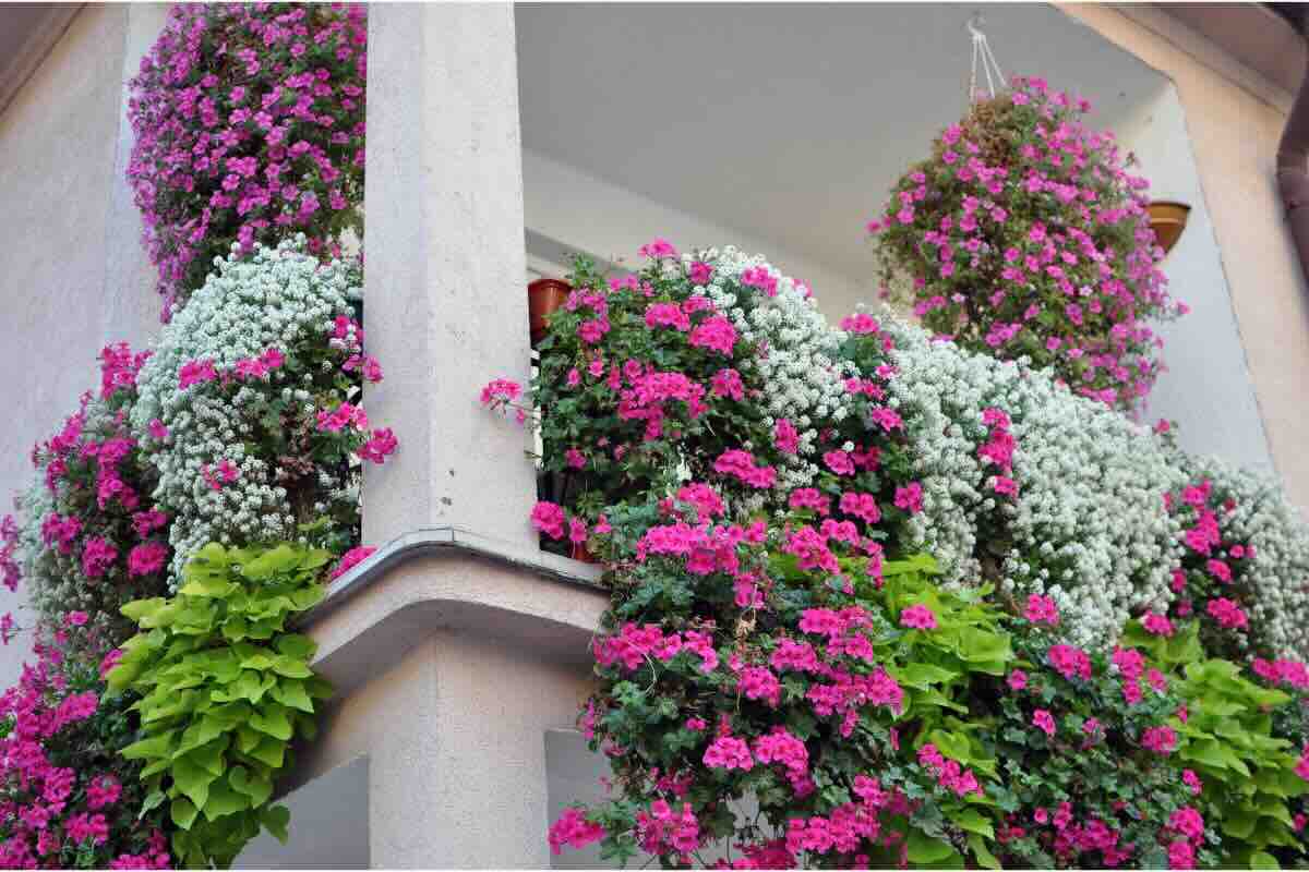 Gerani balcone