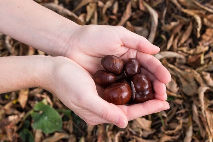 Castagne nelle mani