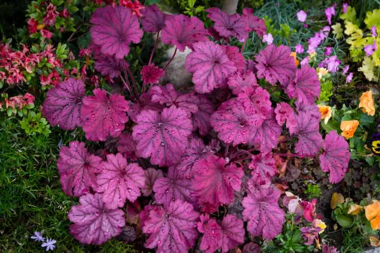heuchera 