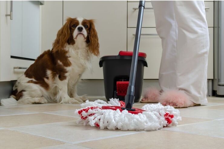 Cane, pulire pavimento con mocio 
