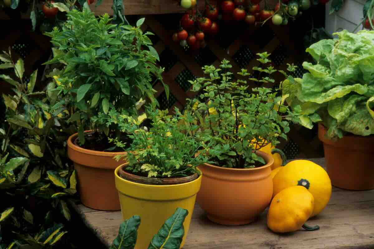 piante aromatiche 