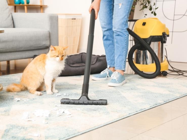 donna che passa l'aspirapolvere, gatto in casa