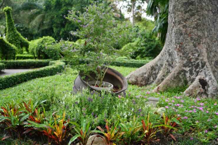giardino
