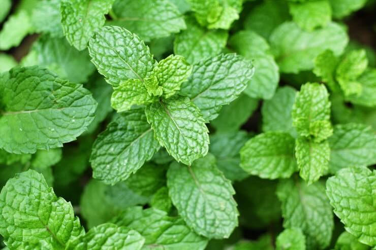 menta