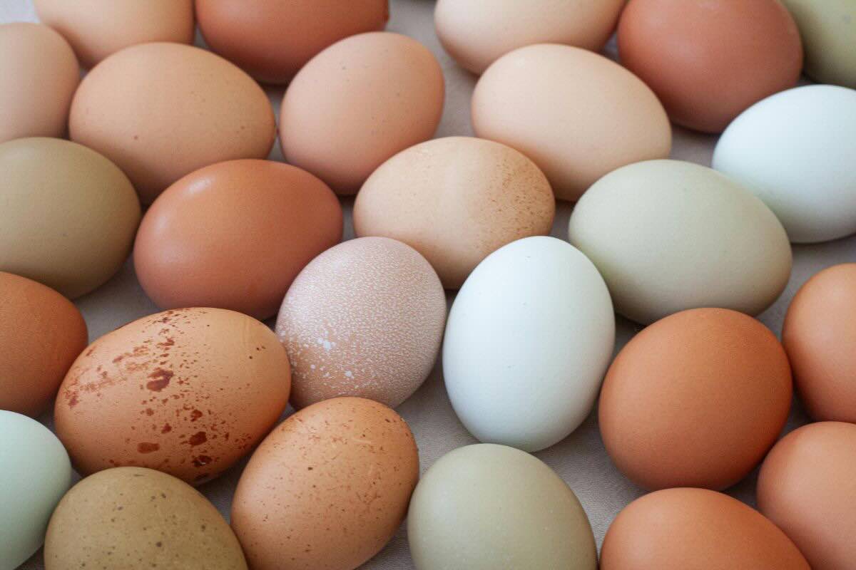 Uova con gusci di vari colori